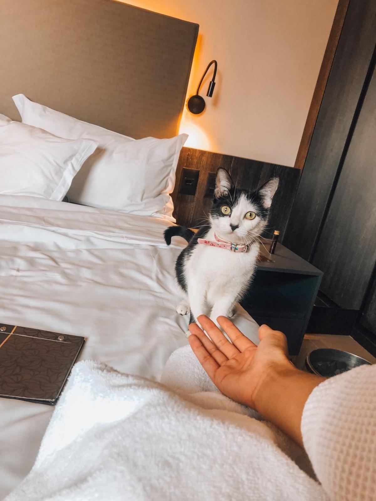 Royal Boutique Savassi Hotel 벨루오리존치 외부 사진 A cat at the hotel